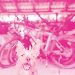 Kamp alanı Biwak Bajlando *