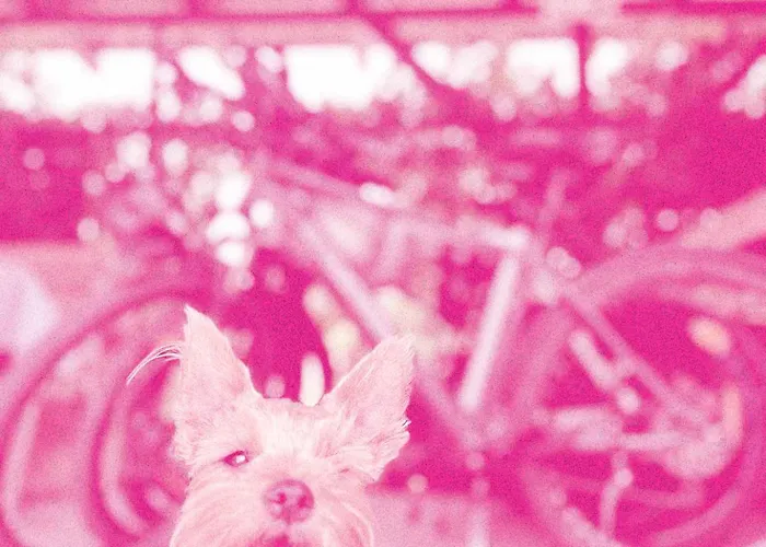 Campsite Biwak Bajlando *